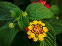 Lantana camara (Bandera española)