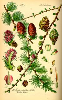 Larix decidua (Alerce, alerce europeo)