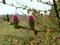 Larix decidua (Alerce, alerce europeo)