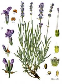 Lavandula angustifolia (Espliego)