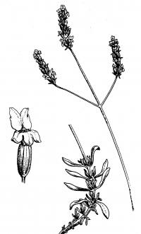 Lavandula latifolia (Alhucema)