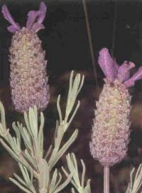 Lavandula stoechas (Cantueso)