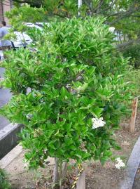 Ligustrum japonicum (Aligustrón)