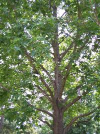 Liquidambar styraciflua (Liquidámbar, árbol del ambar)