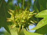 Liquidambar styraciflua (Liquidámbar, árbol del ambar)