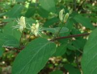 Lonicera xylosteum (Madreselva)