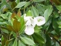 Magnolia grandiflora (Magnolio)