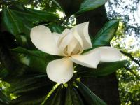 Magnolia x soulangiana (Magnolio chino)