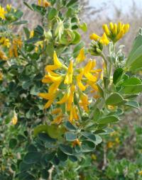 Medicago arborea (Árbol medick)