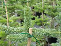 Abies nordmanniana (Abeto del Cáucaso)