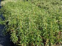 Cistus laurifolius (Jara hoja de laurel)