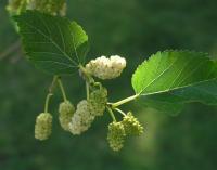 Morus alba (Morera blanca)