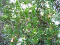 Myrtus communis (Arrayán)