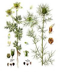 Nigella sativa