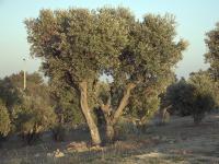 Olea europaea (Olivo)