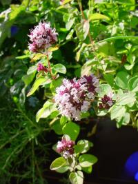 Origanum vulgare (Orégano)