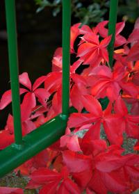 Parthenocissus quinquefolia (Parra Virgen)