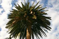 Phoenix canariensis (Palmera canaria)