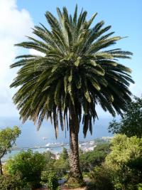 Phoenix canariensis (Palmera canaria)