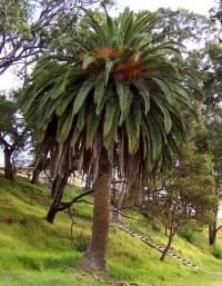 Phoenix canariensis (Palmera canaria)