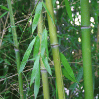 Phyllostachys aurea (Bambú amarillo)