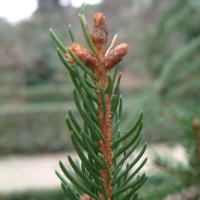 Picea abies (Abeto noruego, Abeto rojo) detalle de los brotes