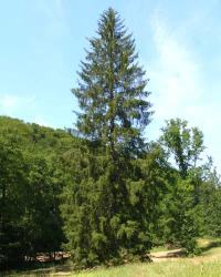 Picea abies (Abeto noruego, Abeto rojo) en su háitat natural
