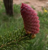 Picea abies (Abeto noruego, Abeto rojo), preciosa piña rojo-violácea