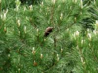 Pinus halepensis (Pino carrasco, pino de Alepo)