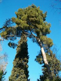 Pinus halepensis (Pino carrasco, pino de Alepo)