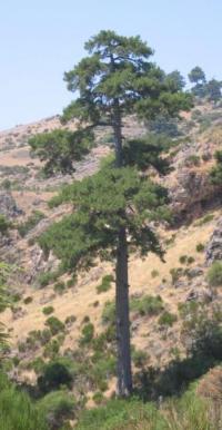 Pinus nigra (Pino laricio, pino salgareño)