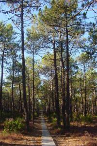 Pinus pinaster (Pino marítimo, pino negral, pino resinero)