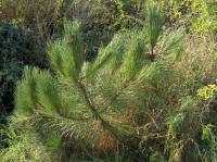 Pinus pinaster (Pino marítimo, pino negral, pino resinero)