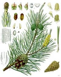 Pinus sylvestris (Pino silvestre)