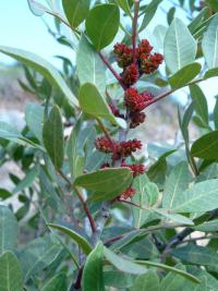 Pistacia lentiscus (Lentisco)