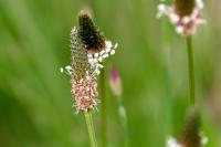 Plantago lanceolata