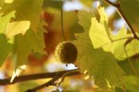 Platanus hispanica (Plátano de paseo)