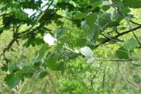 Populus alba (Álamo blanco, Álamo afgano)