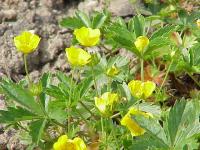 Potentilla aurea