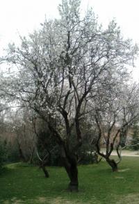 Prunus amygdalus