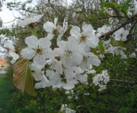 Prunus avium (Cerezo silvestre, cerezo bravío)