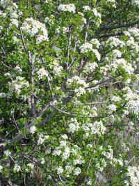 Prunus mahaleb (Cerecino)