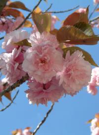 Prunus serrulata (Cerezo japonés)