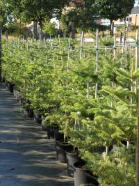 Abies nordmanniana (Abeto del Cáucaso)