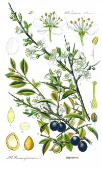 Prunus spinosa (Endrino)