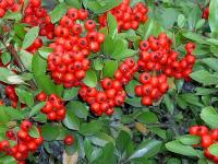 Pyracantha coccinea (Espino de fuego)