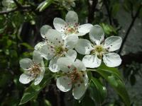 Pyrus communis (Peral comum)