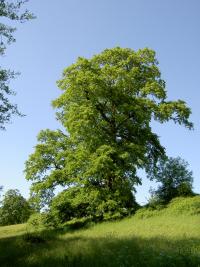 Quercus cerris (Roble de Turquía)