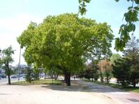 Quercus pubescens (Roble pubescente)