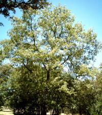 Quercus pyrenaica (Roble melojo)